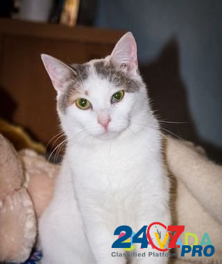 Кошечка Ляля Kolomna - photo 1