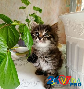 Кошечка Sarov - photo 2