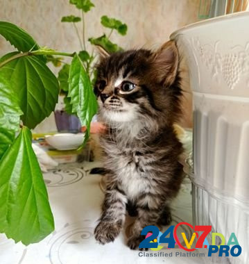 Кошечка Sarov - photo 1