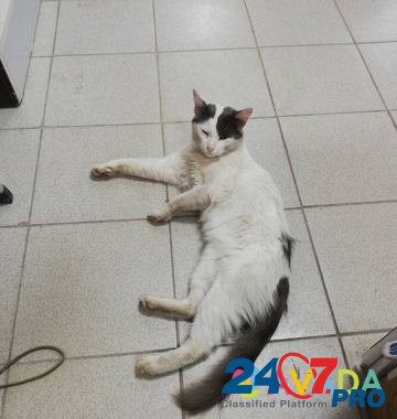 Найден кот Иваново - изображение 2