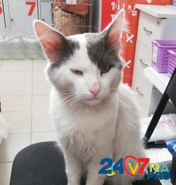 Найден кот Иваново - изображение 1