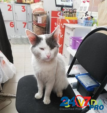 Найден кот Иваново - изображение 3