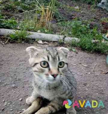 Найден котенок Александро-Невский
