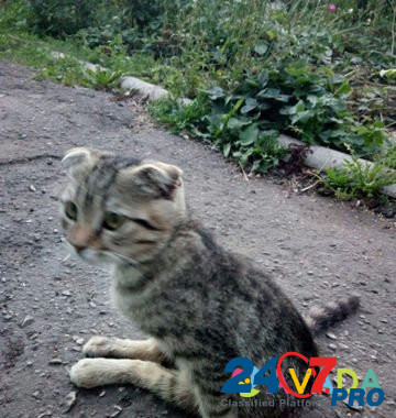 Найден котенок Александро-Невский - изображение 1
