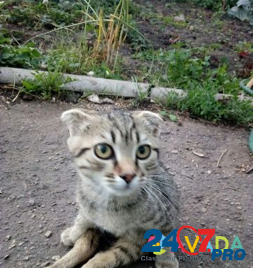 Найден котенок Aleksandro-Nevskiy - photo 2