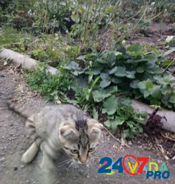 Найден котенок Александро-Невский - изображение 3