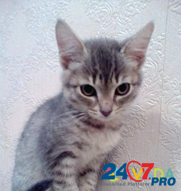 Котеечка с замечательным характером) Tyumen' - photo 2