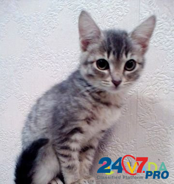 Котеечка с замечательным характером) Tyumen' - photo 1