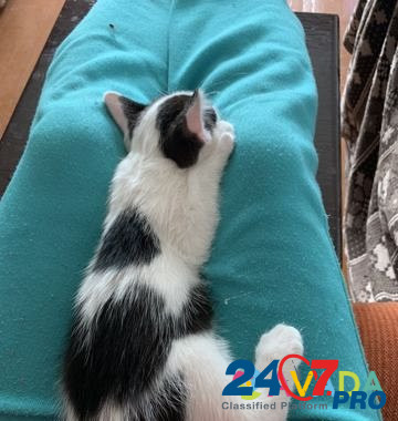 Котёнок в добрые руки Ryazan' - photo 7