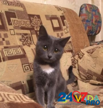 Кошка Yefremov - photo 2