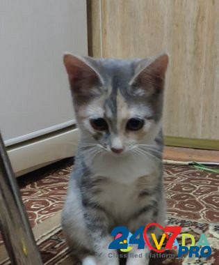 Котёнок Ryazan' - photo 2