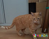 Рыжая кошка в добрые руки Tver