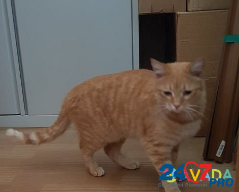Рыжая кошка в добрые руки Tver - photo 1