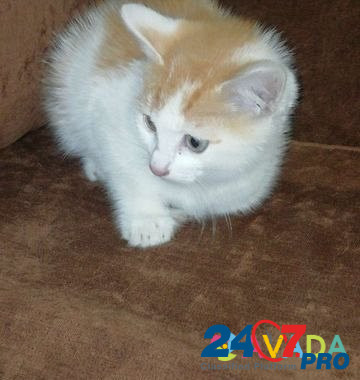 Кошка Kirov - photo 3