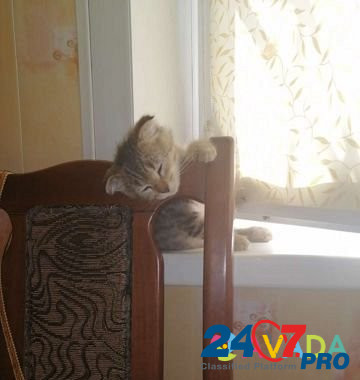 Кота Astrakhan' - photo 2