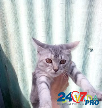 Котенок в хорошие руки Kursk - photo 1