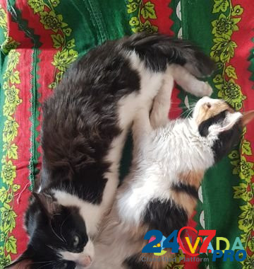 Двое котят ищут добрые руки Cheboksary - photo 5