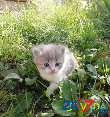 Кошка Chistopol' - photo 2