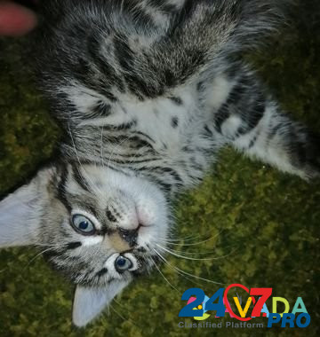 Кошка Shumerlya - photo 2