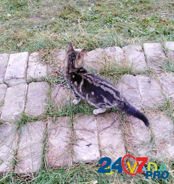 Кошка Стерлитамак - изображение 1