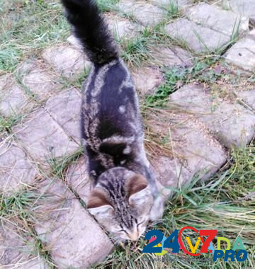 Кошка Стерлитамак - изображение 3