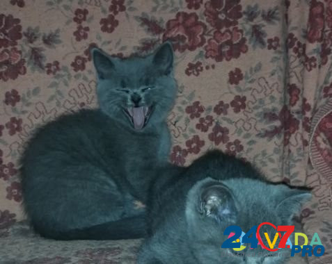 Британские котята Voskresensk - photo 2