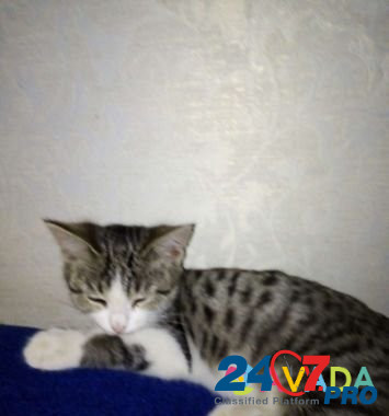 Кошка Orenburg - photo 2
