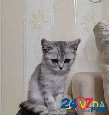 Многострадального котёнка в добрые руки Perm - photo 2