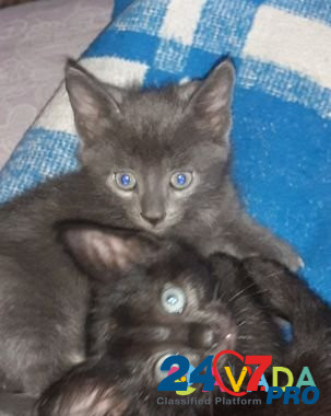 Котята Симба и Лапочка 1,5 месяца Sevastopol - photo 1