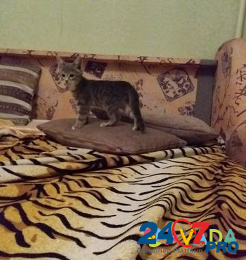 Котёнку нужны котородители Севастополь - изображение 3