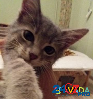 Котёнку нужны котородители Sevastopol - photo 4