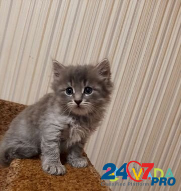 Кошка Tver - photo 3
