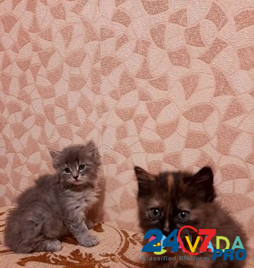 Кошка Tver - photo 2