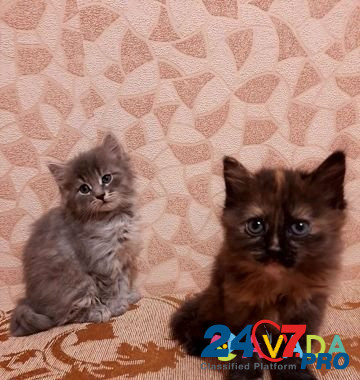 Кошка Tver - photo 1