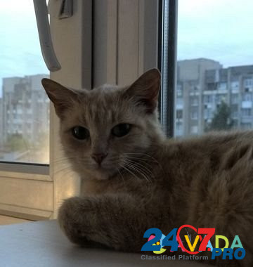 Кошка Cherepovets - photo 1