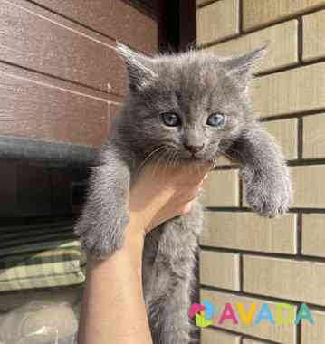 Котенок в добрые руки Lipetsk