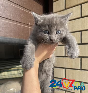 Котенок в добрые руки Lipetsk - photo 4