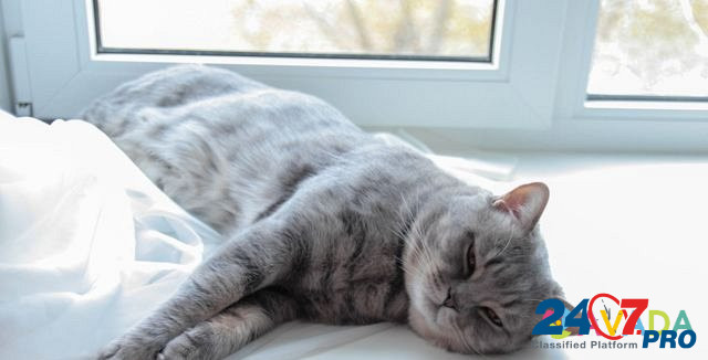 Вязка с шотландским котом Тюмень - изображение 5