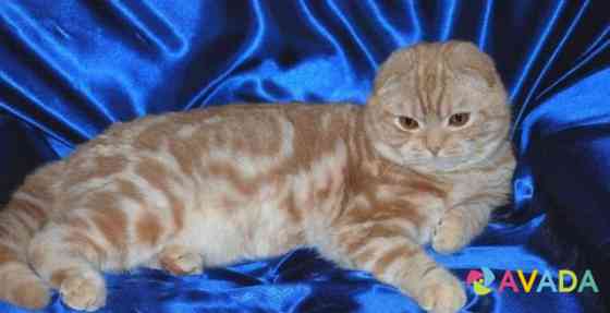 Шотландский кот вязка Izhevsk
