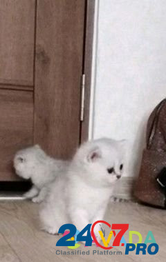 Вязка кот британец Уфа - изображение 8