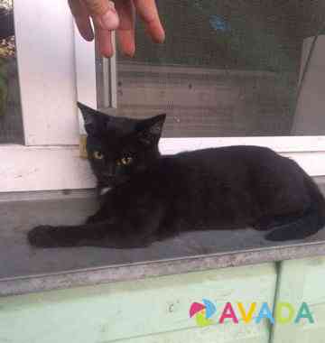Кошка черная Kopeysk