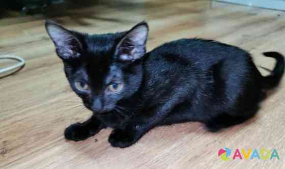 Кошка черная Kopeysk