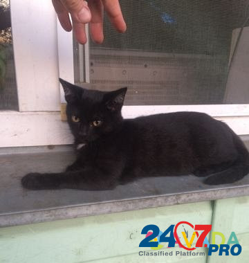 Кошка черная Kopeysk - photo 3