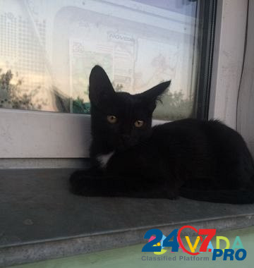 Кошка черная Kopeysk - photo 4