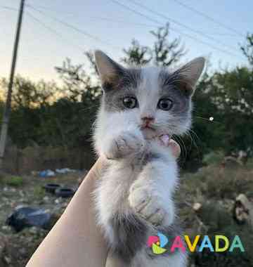 Котята в добрые руки со стерилизацией в подарок Novocherkassk