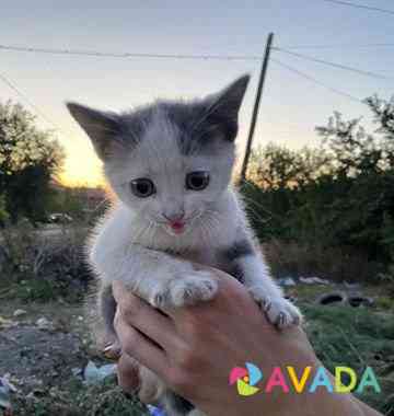 Котята в добрые руки со стерилизацией в подарок Novocherkassk