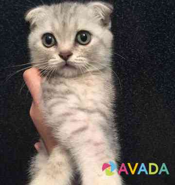 Шатланская вислоухий котёнок мальчик окрас серебри Makhachkala