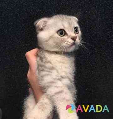 Шатланская вислоухий котёнок мальчик окрас серебри Махачкала