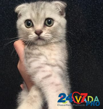 Шатланская вислоухий котёнок мальчик окрас серебри Makhachkala - photo 1