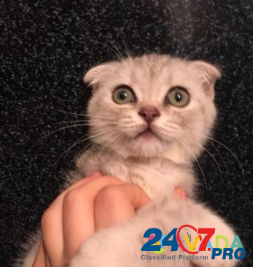 Шатланская вислоухий котёнок мальчик окрас серебри Makhachkala - photo 4